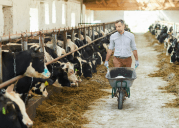 Texas Ranching: The Legacy and Modern Practices of Cattle Ranching