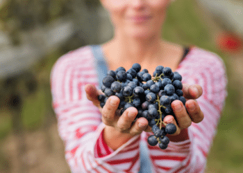 Grapevine GrapeFest: Experience Texas Wine Culture