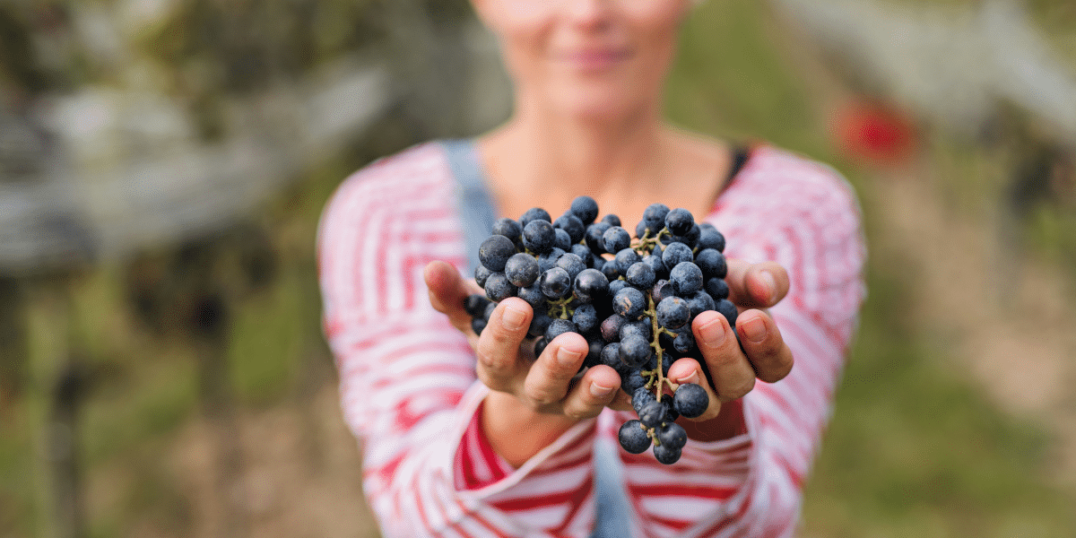 Grapevine GrapeFest: Experience Texas Wine Culture