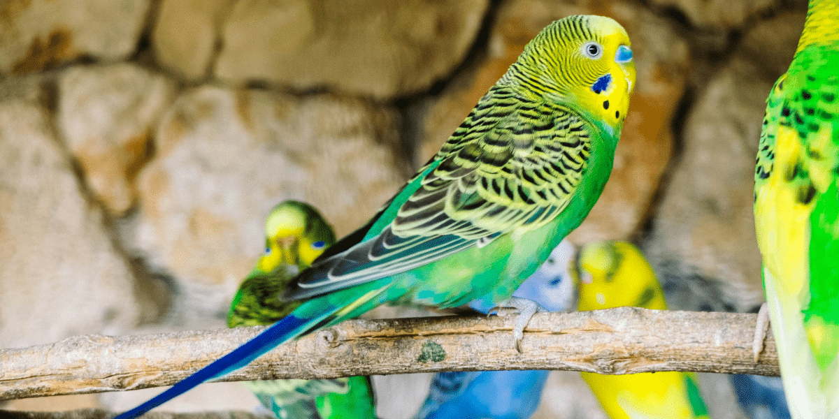 Exploring Avian Movements and Body Language in Your Backyard