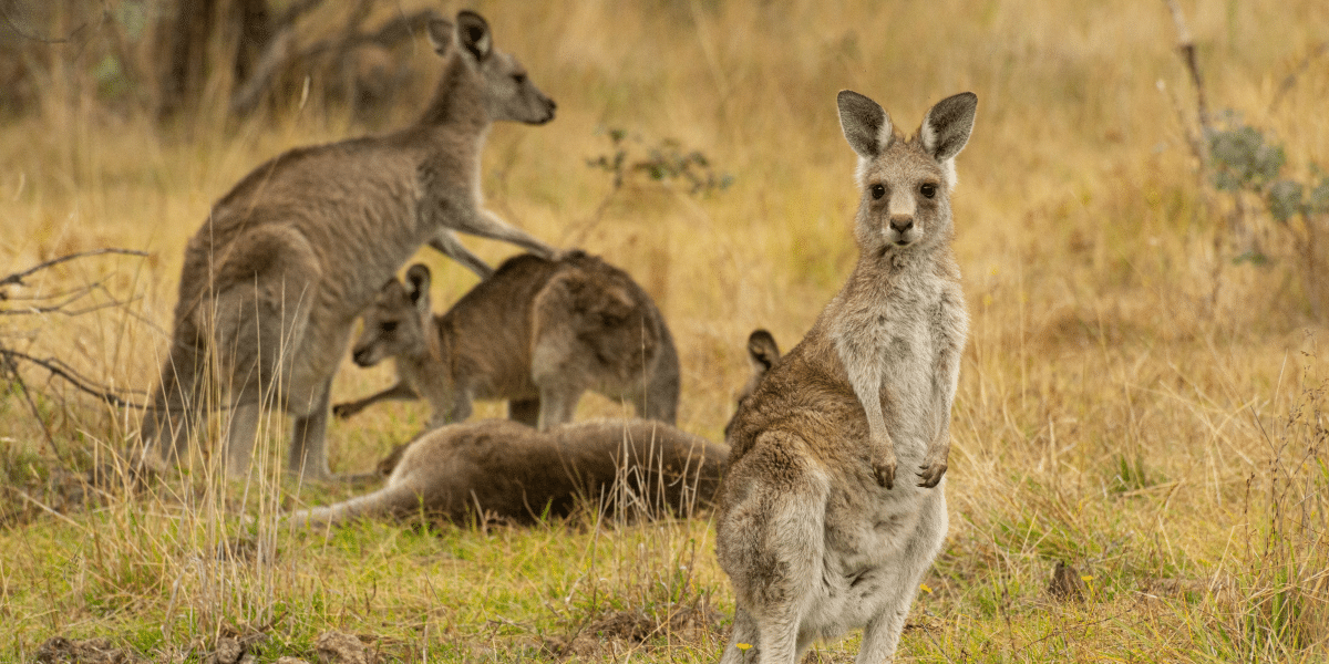 Hidden Gems and Unique Spots in Canberra, Australia