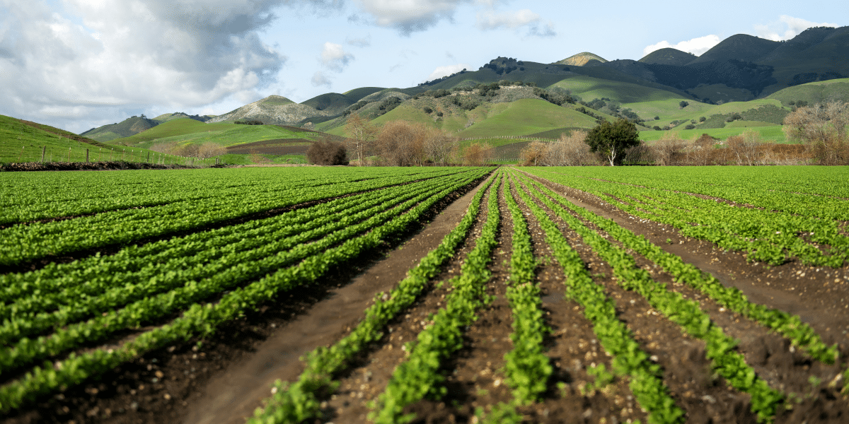 Nurturing Growth: Tips from Rezwan Senobarian for Running a Resilient Farming Operation