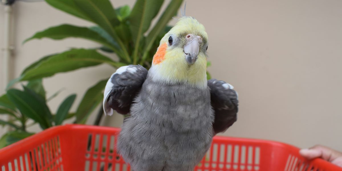 Cockatiel 101: The Basics of Cockatiel Care and Training