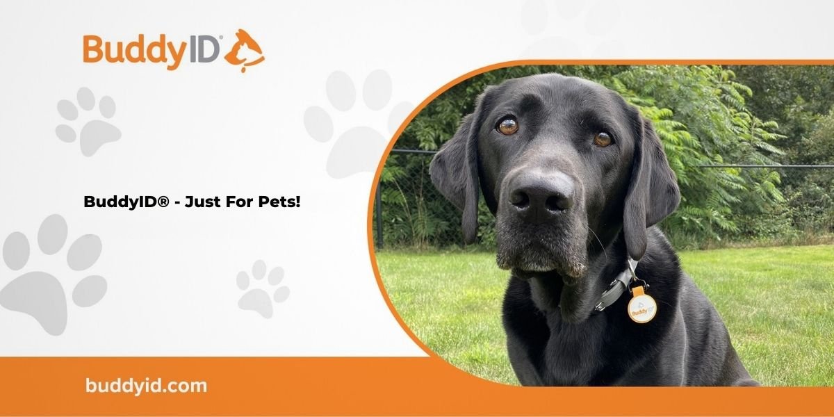 Lost Pet? BuddyID® is Your Digital Lifeline: A Modern Approach to Pet Safety