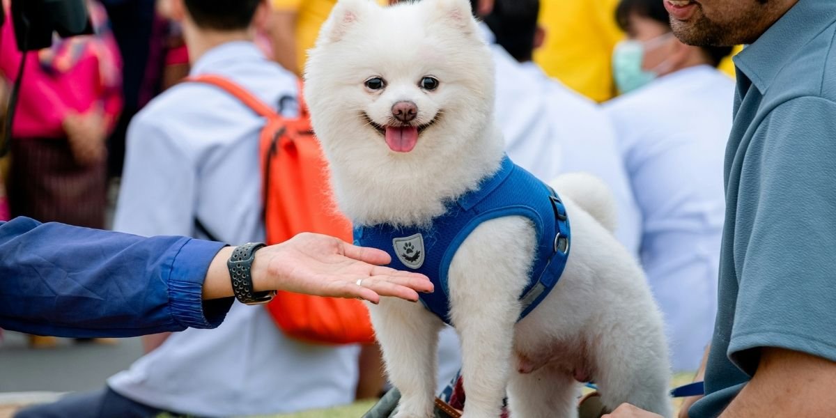 Texas Celebrates National Dog Day with Pet-Friendly Events