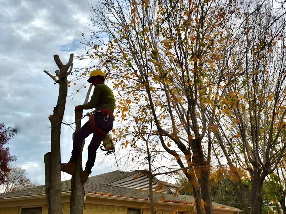 Green Pine Tree Service Caring for North Texas Trees with Expertise and Integrity