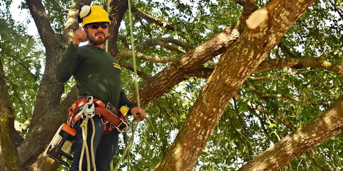 Green Pine Tree Service Caring for North Texas Trees with Expertise and Integrity