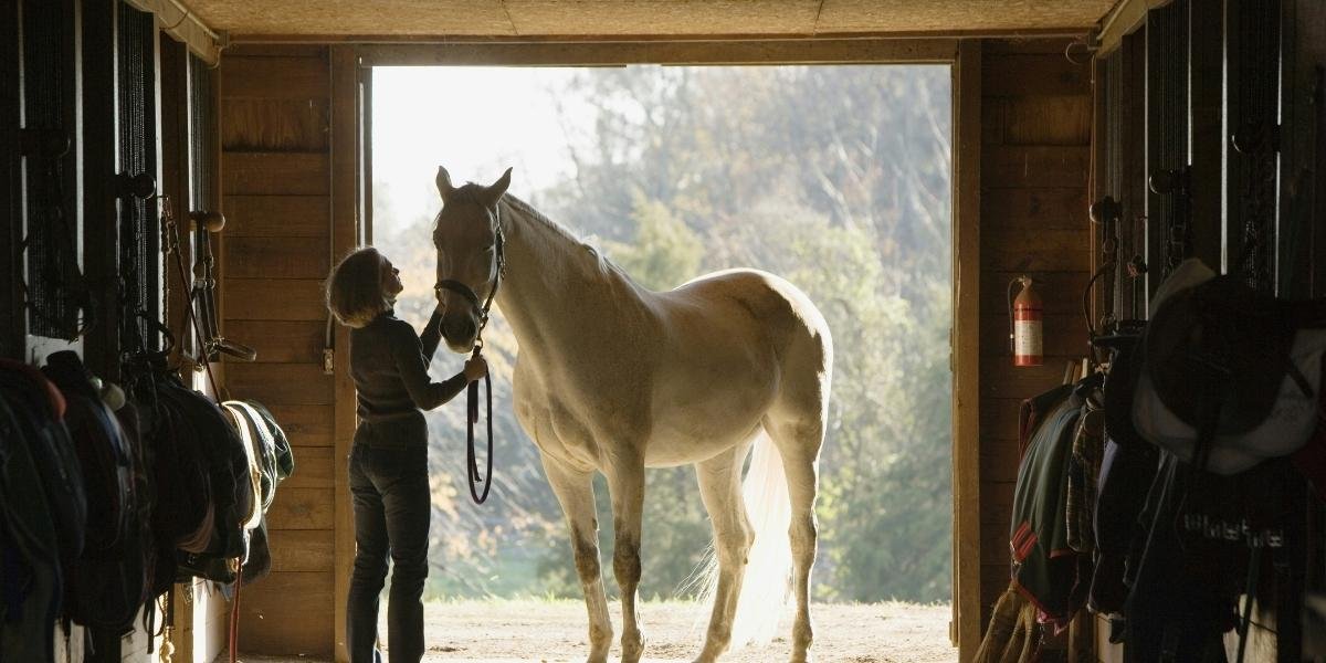 Texas Horse Virus Spurs Emergency Closures and Statewide Health Alerts
