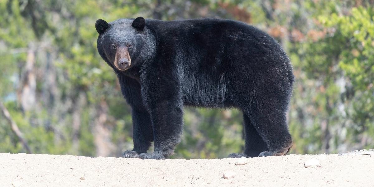 Texas Towns Face Growing Black Bear Presence