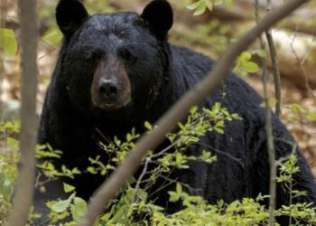 Texas Towns Face Growing Black Bear Presence
