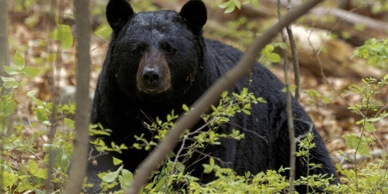 Texas Towns Face Growing Black Bear Presence