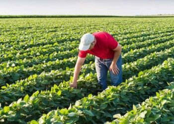 Texas Warns Pasture Mealybug Threatens State Food Supply