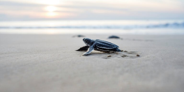 Endangered Sea Turtles Break Texas Nesting Record