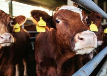 Texas Faces Return of Flesh‑Eating Screwworm, Threatening Cattle Industry