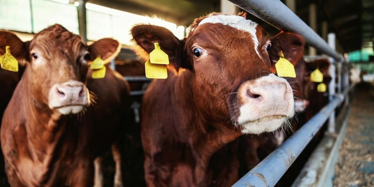 Texas Faces Return of Flesh‑Eating Screwworm, Threatening Cattle Industry