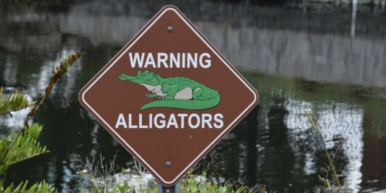 Texas Alligator Warning Issued for Houston’s Clear Lake Area