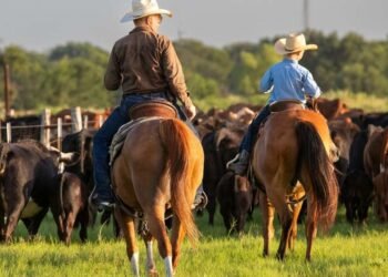Texas Researchers Advance GMO Screwworm Fly Testing