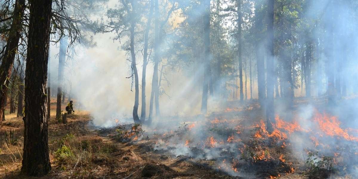 Ross Fire Becomes Texas’ Largest Summer Wildfire Since 2005