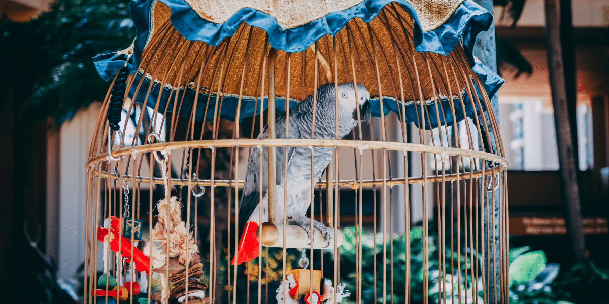 Creating the Perfect Habitat for Your Pet Bird