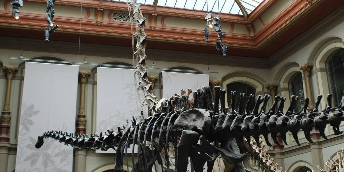 Laredo Museum Opens Exhibit on South Texas Prehistoric History