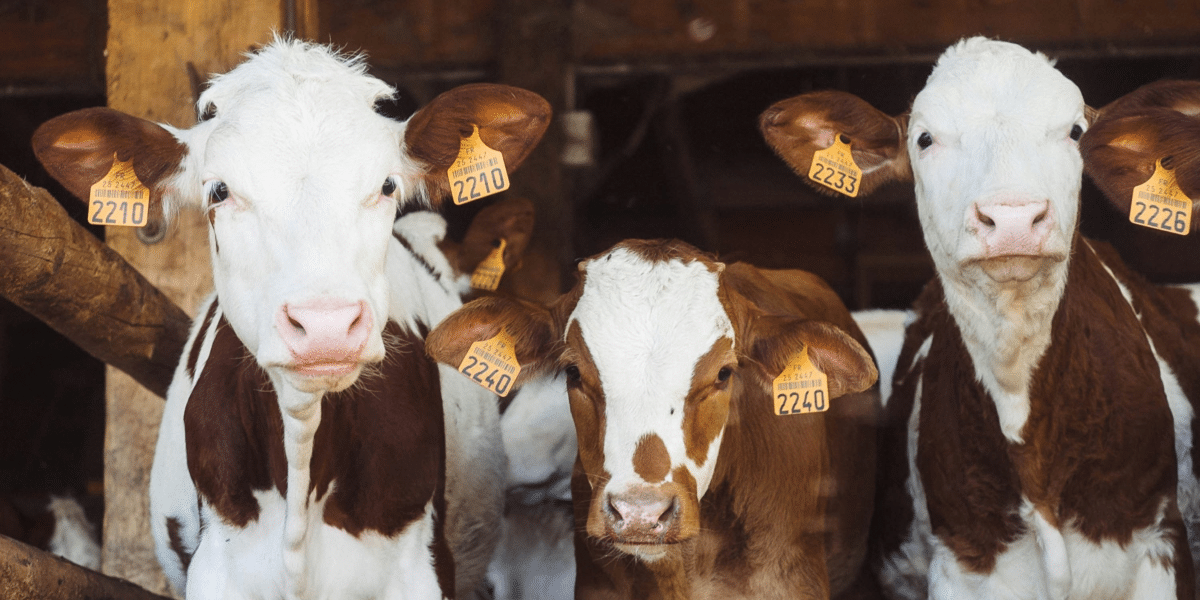 Meg Miller: Humane Handling Practices in Farm Animals