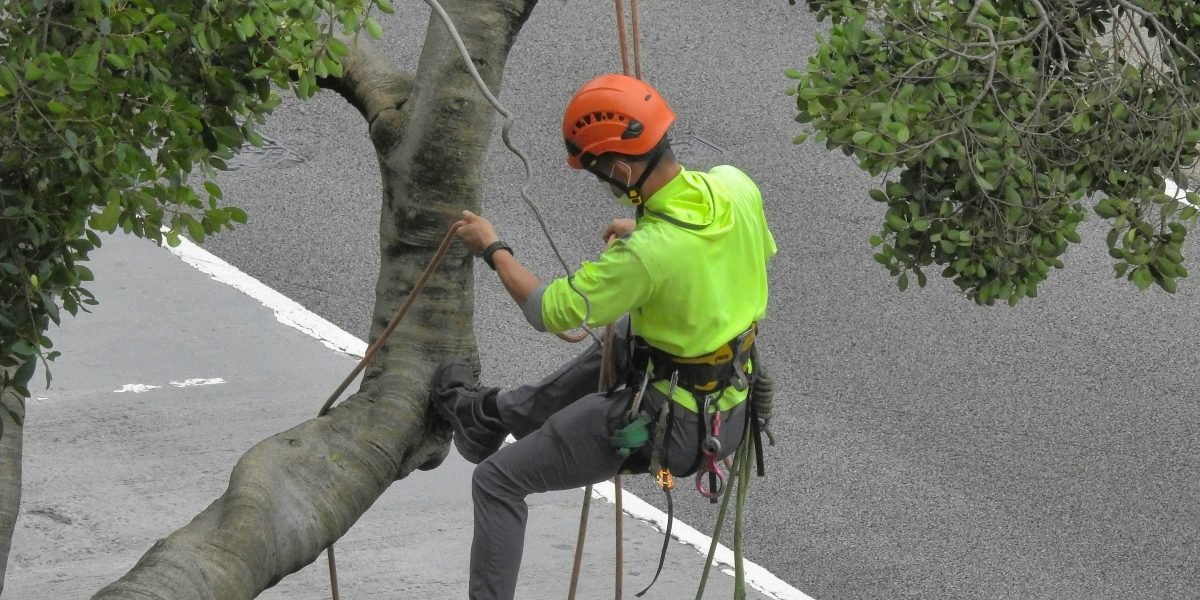 Reasons Storm-Damaged Trees Require Professional Assessment Immediately