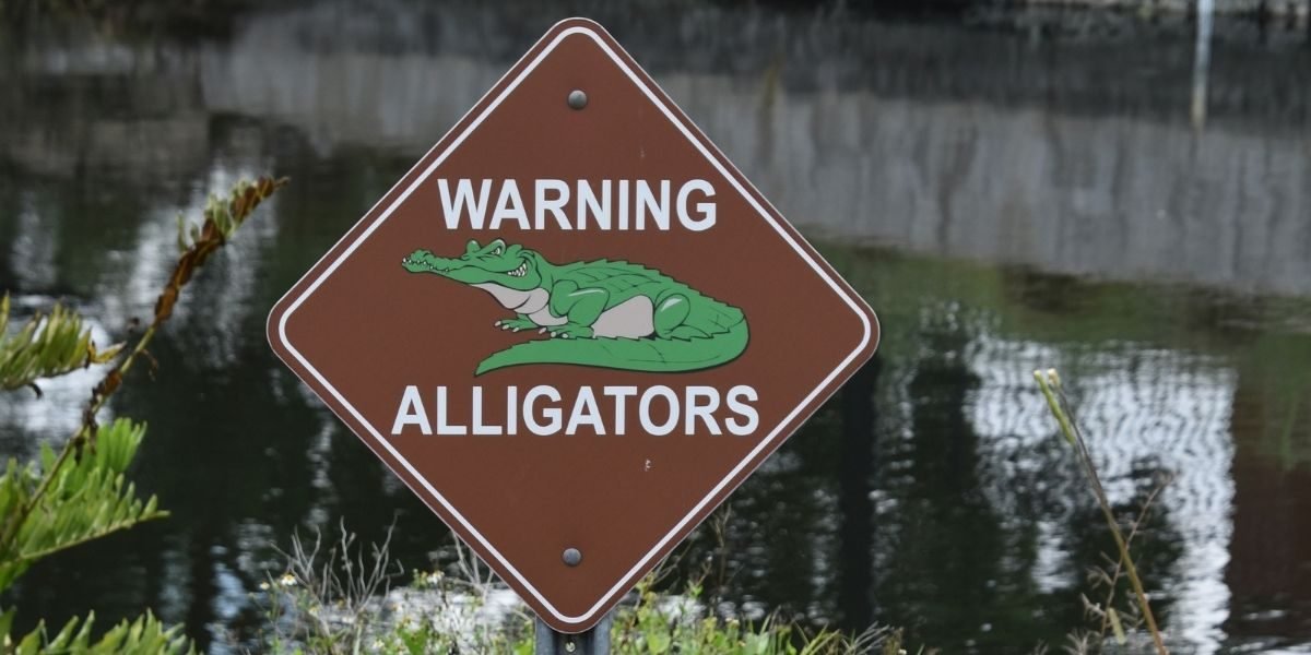 Texas Alligator Warning Issued for Houston’s Clear Lake Area