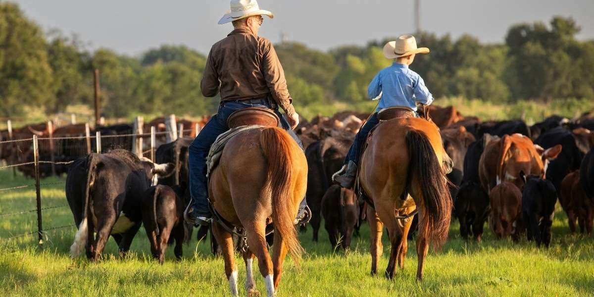 Texas Researchers Advance GMO Screwworm Fly Testing