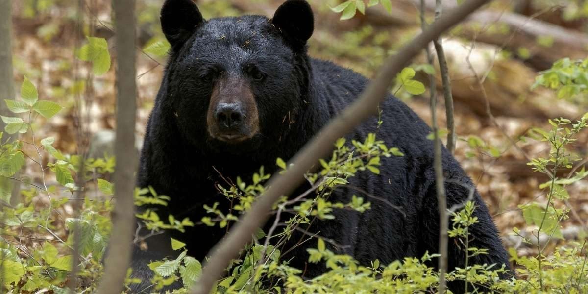Texas Towns Face Growing Black Bear Presence