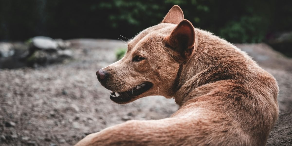 Urban Hotspots and Postal Worker Risk: Where Dog Bites Cluster and Why It Matters — Insights from The Texas Law Dog