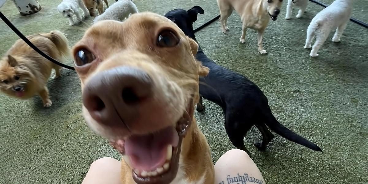 The Ultimate Guide to Houston Dog Boarding Facilities: What You Need to Know